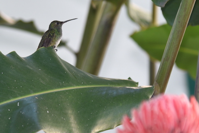 photo d'un colibri