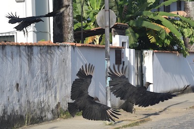 photo de vautours dans la rue