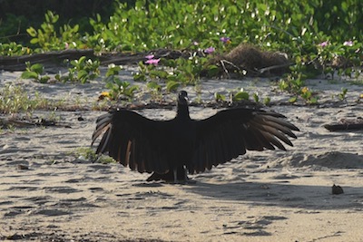 photo d'un vautour séchant ses ailes dans le soleil levant