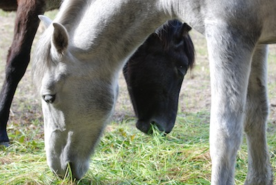 photo de chevaux broutant en quinconce
