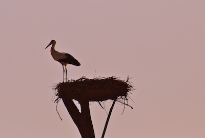 photo d'une cigogne sur son nid au lever du jour