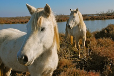 photo de chevaux 