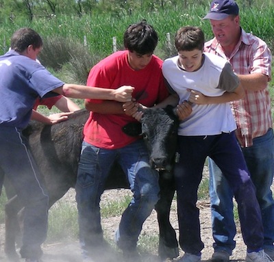 photo en gros plan de la capture d'un taurillon par des jeunes