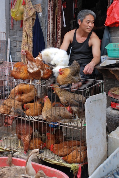 photo de vendeur de poules