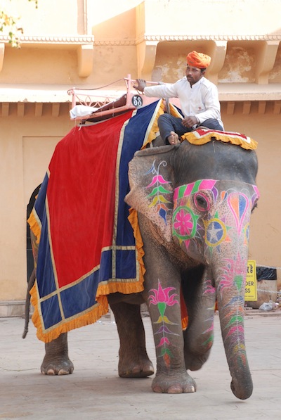 photo de elephant