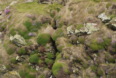 photo de mousse, fleurs et lichen composant a magnifique tableau naturel