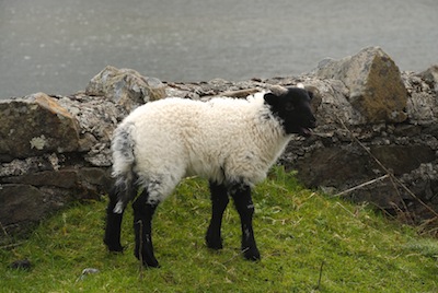 photo de mouton 
