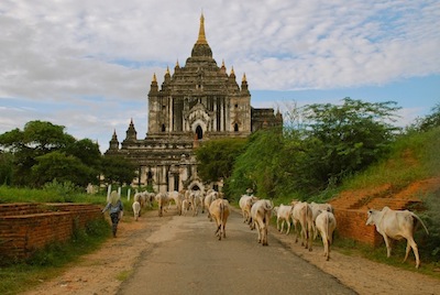 photo d'un troupeau dambulant devant une pagode 