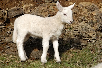 photo d'un agneau 