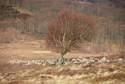 photo d'un arbre dans la lande