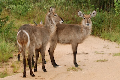 photo de antilopes 