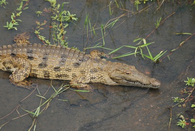 photo de crocodiles 