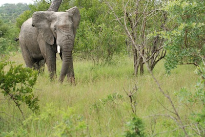 photo d'éléphant 
