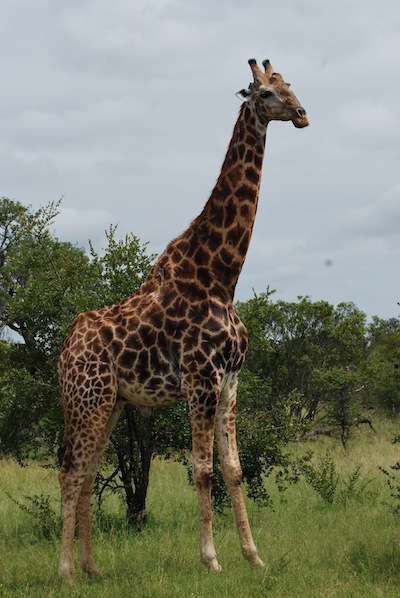 photo d'une girafe  