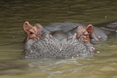 photo d'hippopotame  