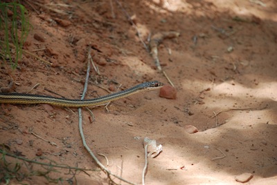 photo de serpent