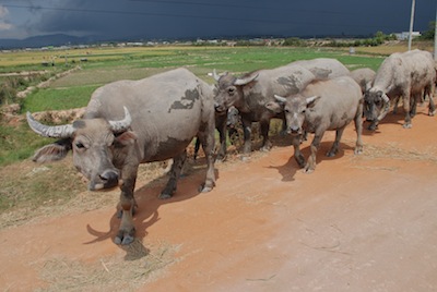 Photo d'un troupeau de buffles sous l'orage menaçant