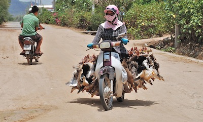 photo de livreuse de canards attachés à la moto