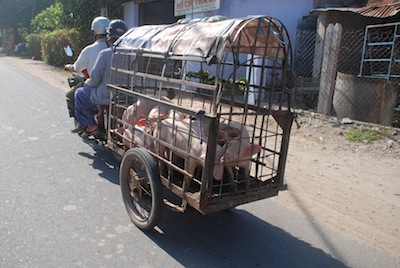 photo de porcs en balade dans une remorque attachée derrière une moto