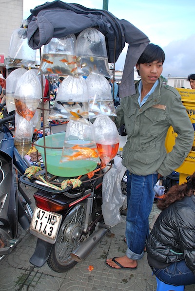 photo de vendeur de poissons rouges en scooter